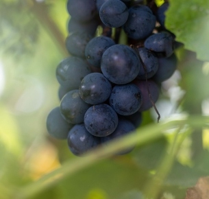 Les Vendanges