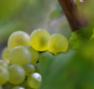 Les Vendanges